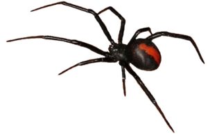 redback spider killed by Swarm Pest Control Brisbane